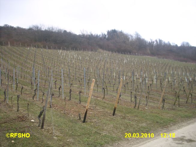 Weinberg bei Appenheim