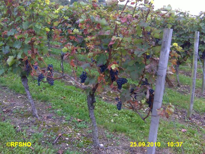 Weinberg bei Appenheim