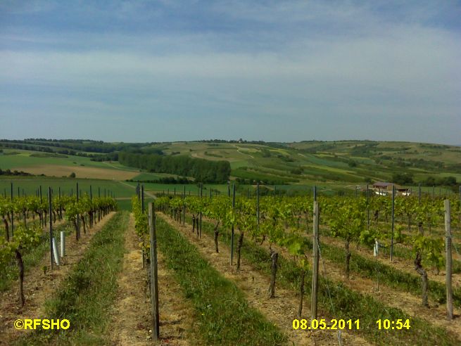 Weinberg bei Appenheim