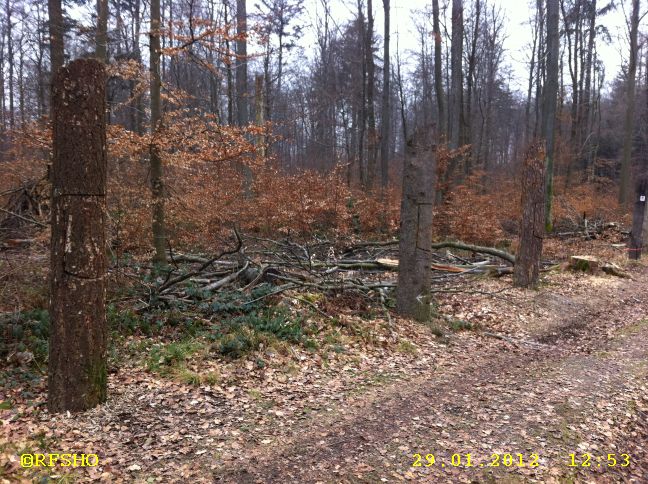 Waldlehrpfad (Bäume mit T&uumlren)