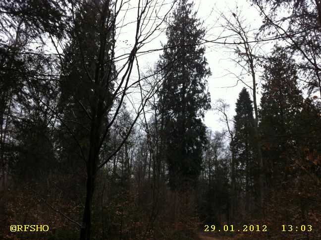 Waldlehrpfad (Mammutbäume)