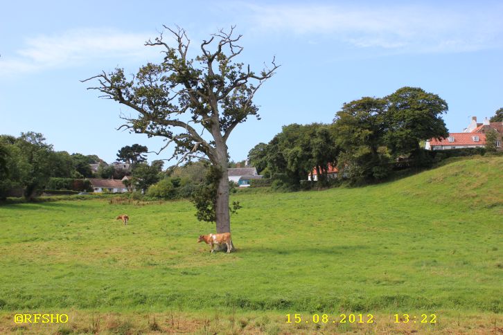 Guernsey