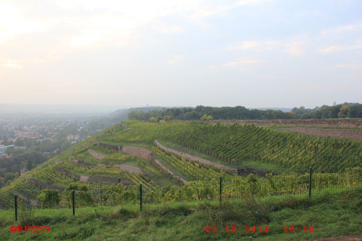 Weinberg am Bismarkturm 