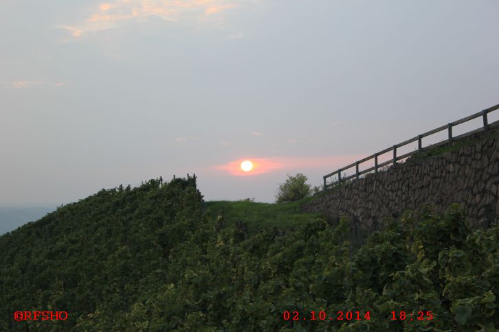 Weinberg am Bismarkturm 