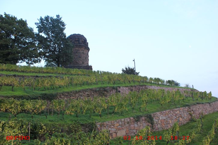 Weinberg am Bismarkturm 