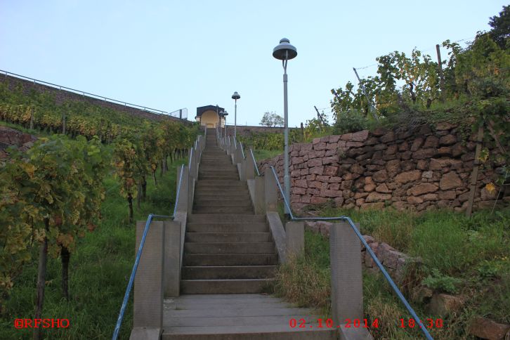 Weinberg am Bismarkturm 