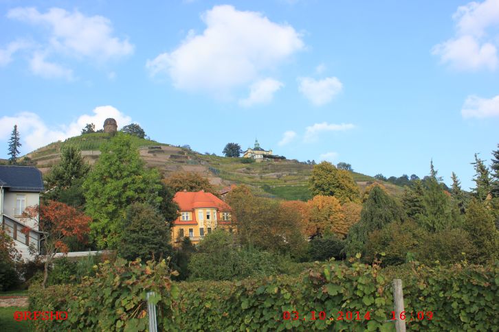 Weinberg am Bismarkturm 