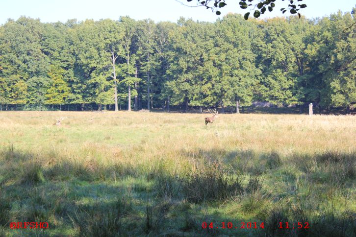 Wildgehege am Fasanenschößchen