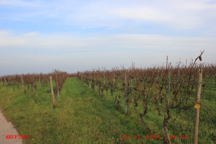 Wanderung Stein-Bockenheim − Wonsheim