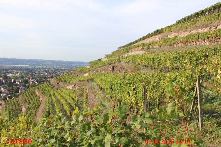 Weinberg am Bismarkturm 