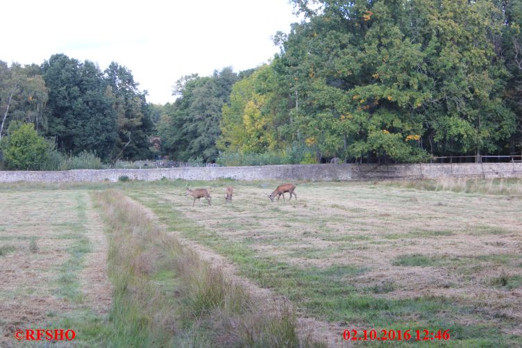 Wildgehege am Fasanenschößchen