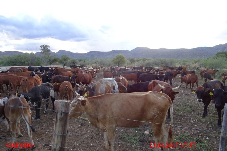 Krumhuk Farm