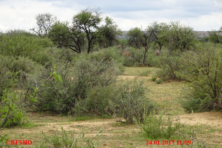 Safari Gocheganas Nature Reserve