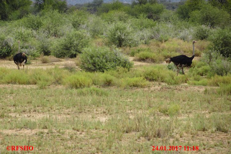 Safari Gocheganas Nature Reserve