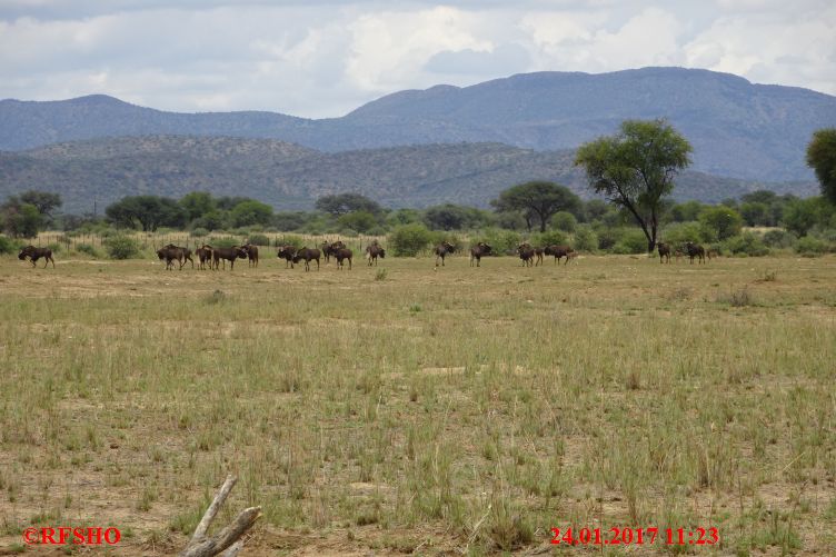 Safari Gocheganas Nature Reserve