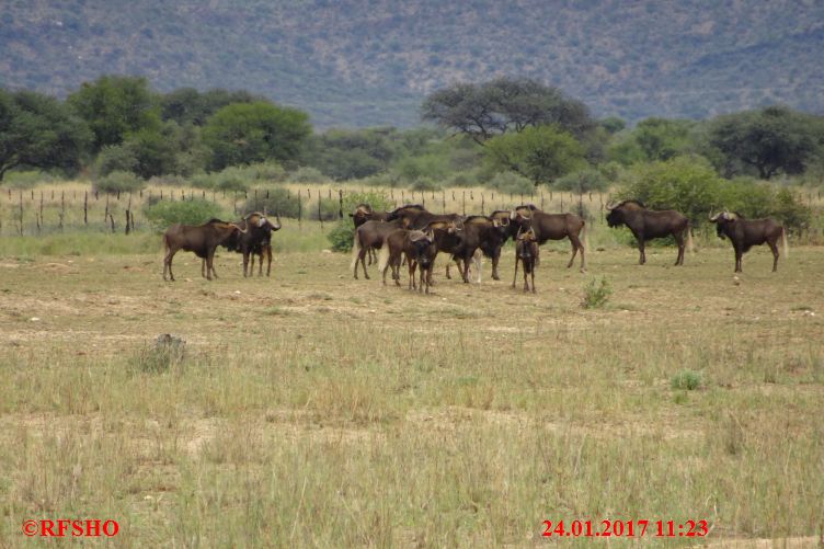 Safari Gocheganas Nature Reserve