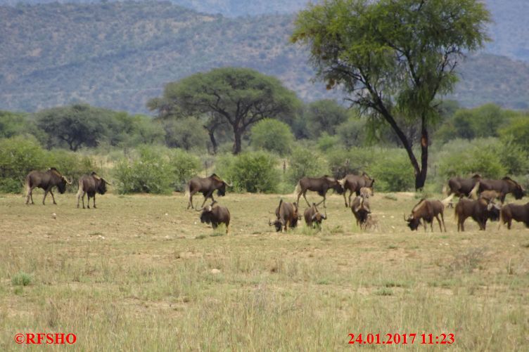 Safari Gocheganas Nature Reserve