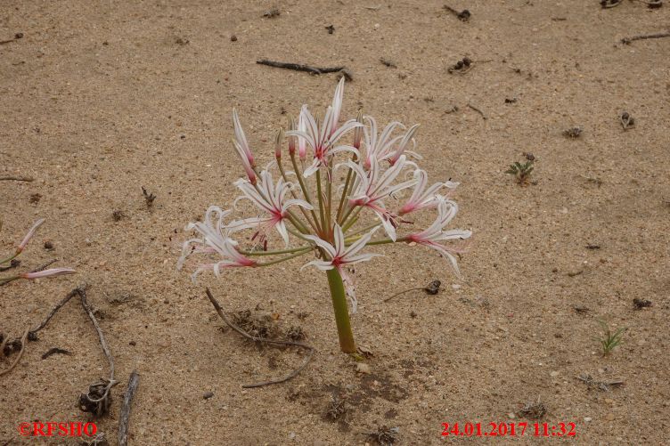 Safari Gocheganas Nature Reserve