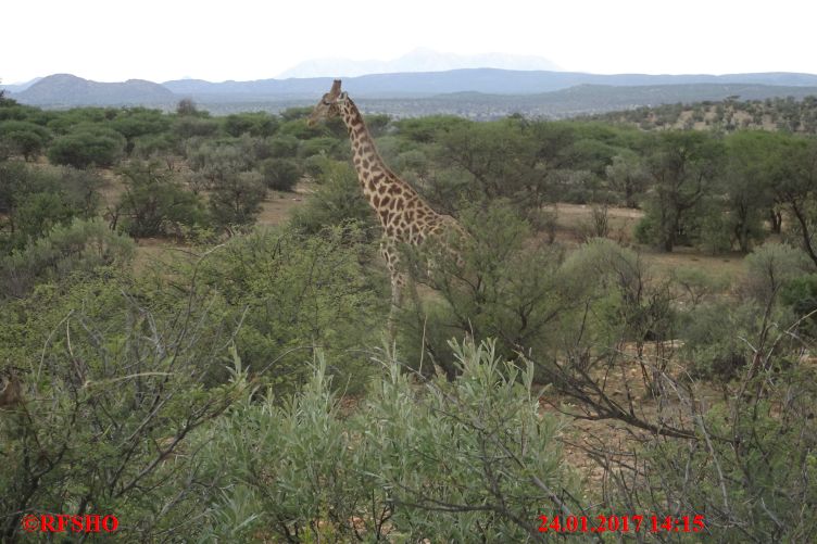 Safari Gocheganas Nature Reserve