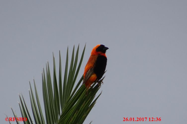 Windhoek, Safari Court Hotel