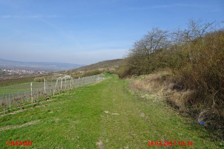 Wanderweg in den Weinbergen bei Appenheim