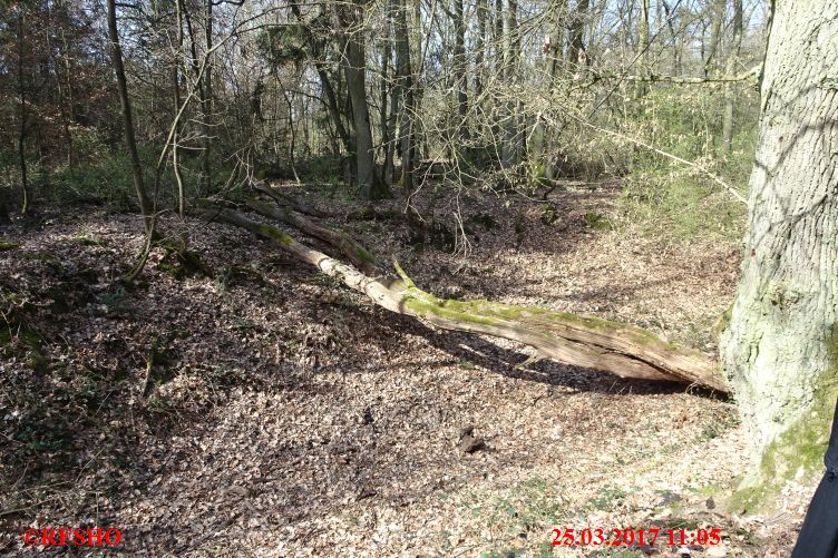 Naturschutzgebiet Gau-Algesheimer Kopf, Salamanderlöcher
