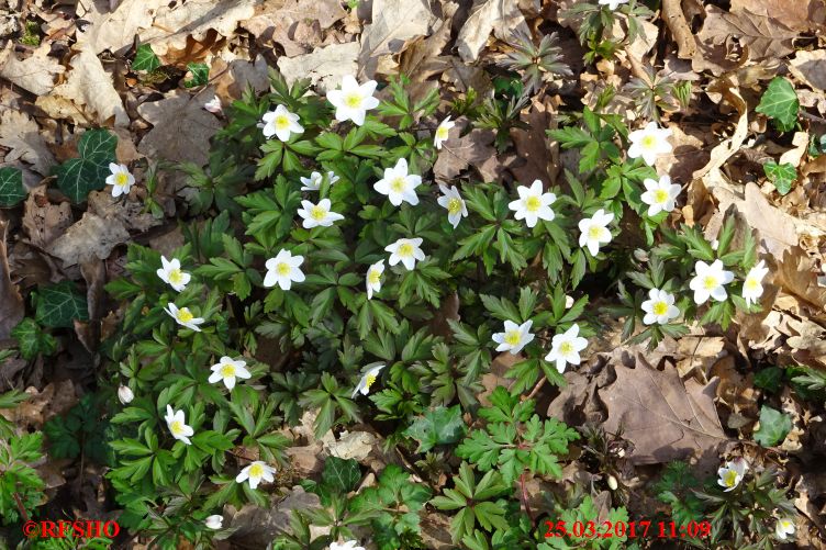 Naturschutzgebiet Gau-Algesheimer Kopf