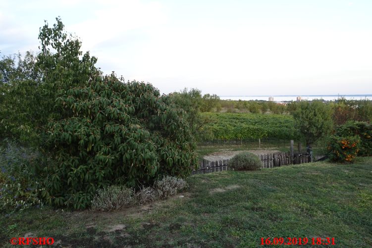 Balatonfüred, Weinprobe