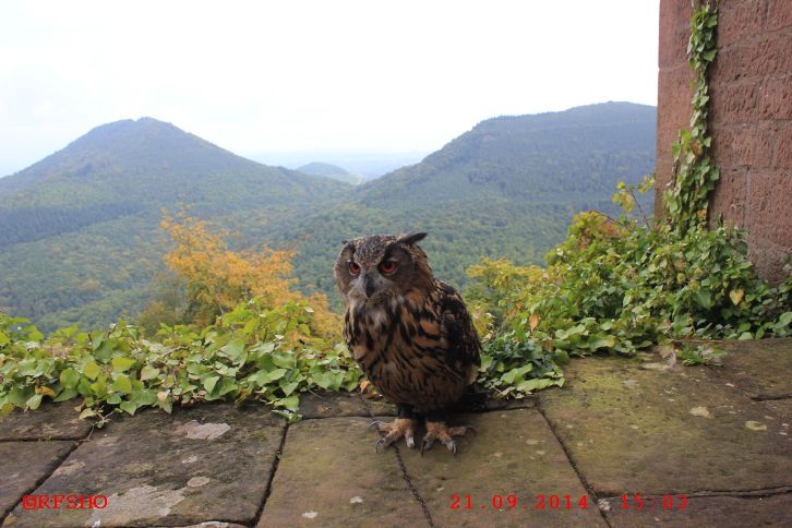 Burg Trifels